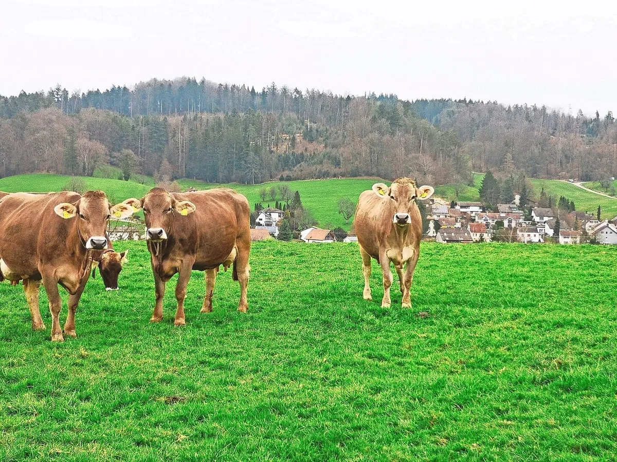ca90c82223da73cd3ae0e47e74a169bd268d65774e97b3b7738c460115263695 Im Februar geniessen die Kühe in Gretzenbach bereits frisches Grün von der Weide.