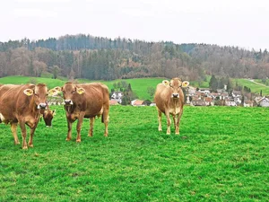 Im Februar genossen die Kühe in Gretzenbach bereits frisches Grün von der Weide.