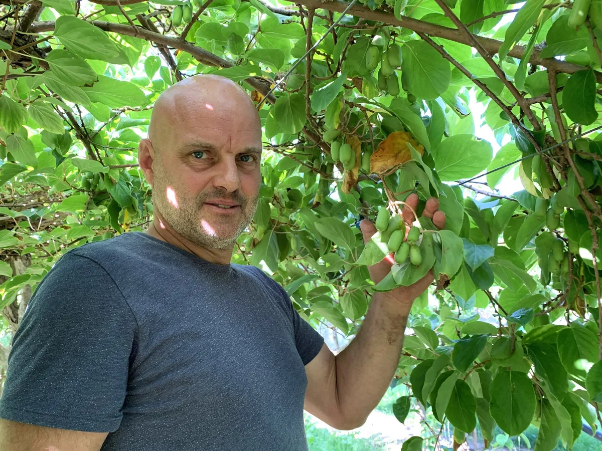 Die Aufs und Abs der Mini-Kiwi-Produktion in der Schweiz