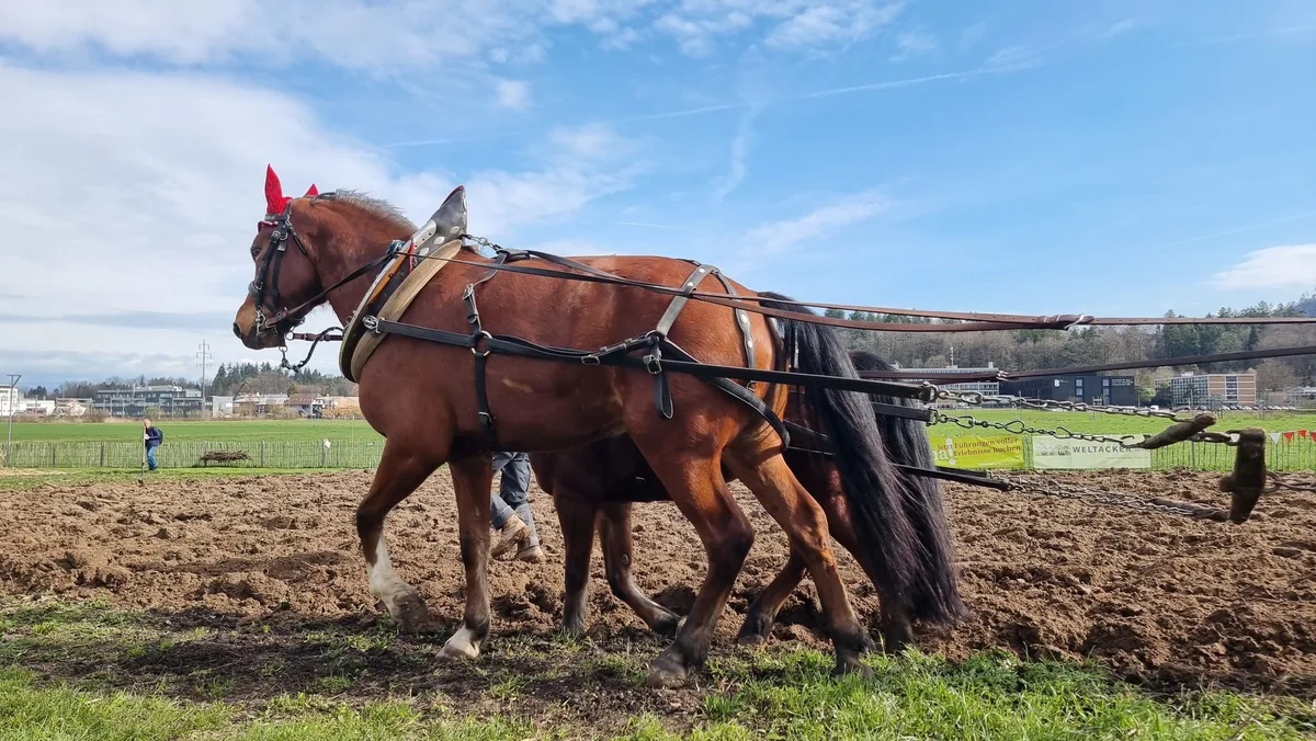 20240315_pferdepflug_jin Auf alten Pfaden: Pflügen mit dem Pferd