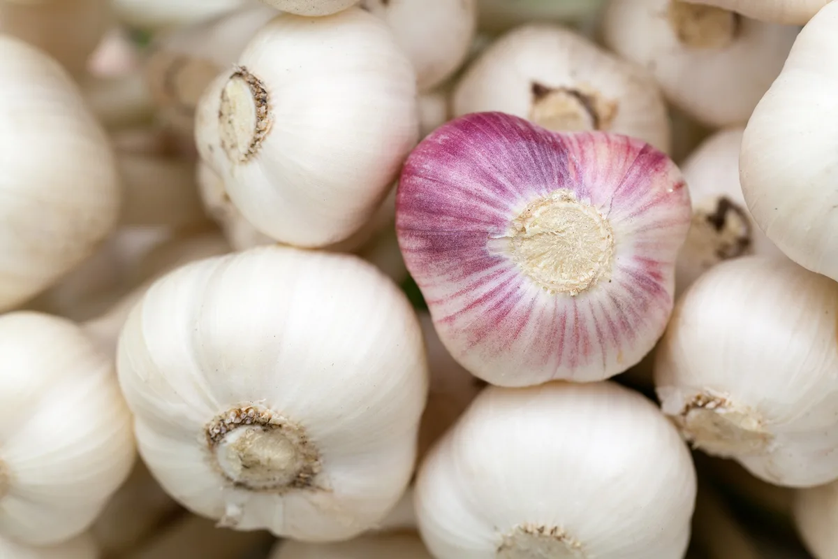 garlic-gb63c24b5e_1920 Knoblauch als Nische