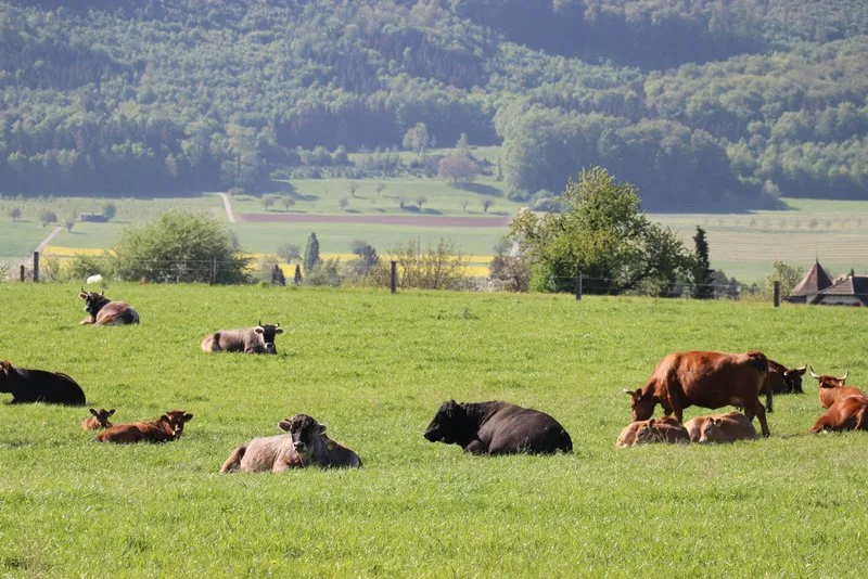 Mutterkuehe-800px STS verlangt Fleischwerbung nur noch für Produkte von Tierwohlprogrammen