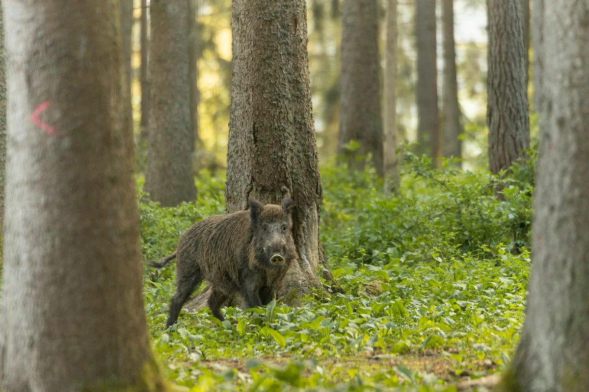 boar-g3c1e8d11e_1920 Wildschweine - Das Comeback