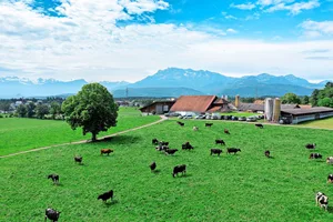 Weidende Kühe machen der menschlichen Ernährung wenig Konkurrenz. Damit sie das Gras effizient zu Milch verwerten, macht Kraftfutter dennoch Sinn – auch aus Gründen der Nachhaltigkeit.