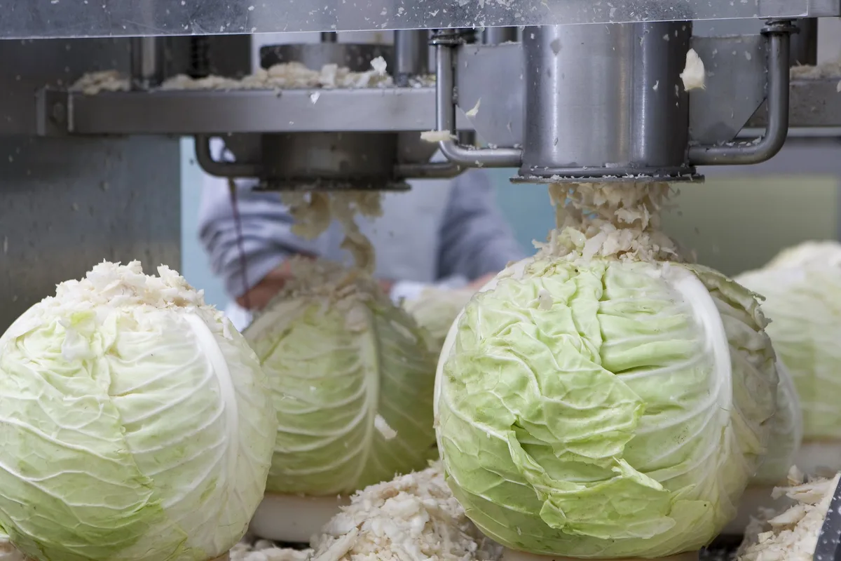 Zu wenig Schweizer Chabis fürs Sauerkraut