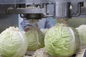 Heuer verarbeiten die Maschinen einen Grossteil an importiertem Chabis, da der Heimische Mangelware ist. Etwas, das die Sauerkrautproduzenten nur ungern machen.