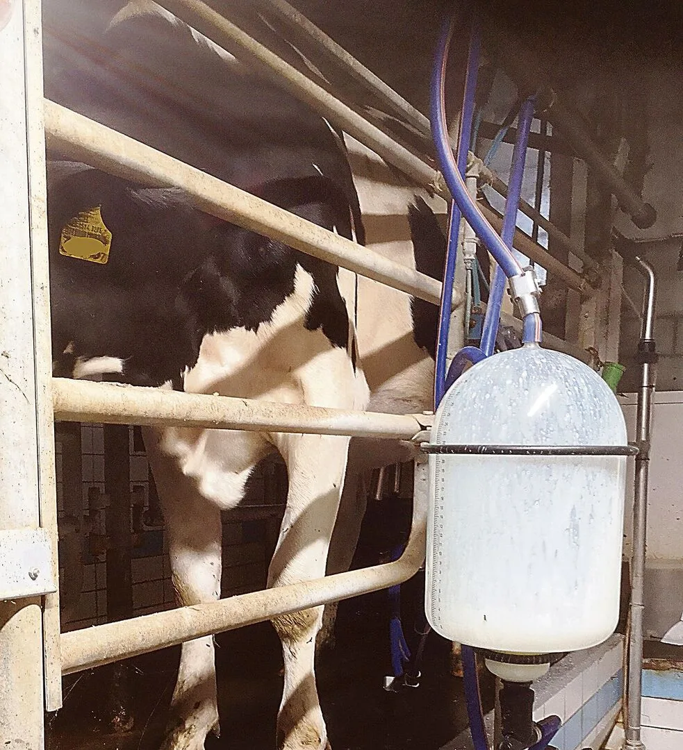 19d84b10d86183250334d6fffc10d18bef5a4636e476ce4bbd667d2ffc695b41 Weil sie beim Melken Kraftfutter bekommen, gehen frisch gekalbte Rinder gerne durch den Melkstand.