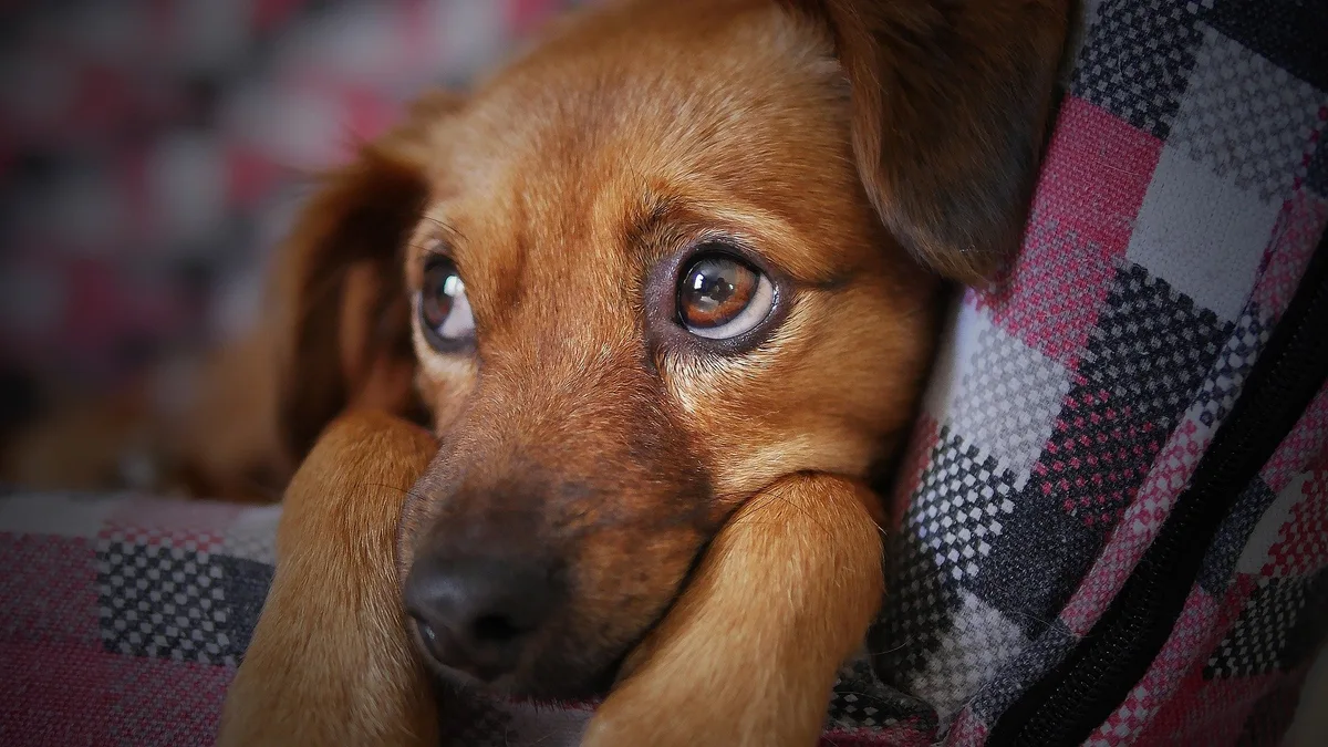 hund-aengstlich So schützen Sie Haus- und Nutztiere während der Festtage