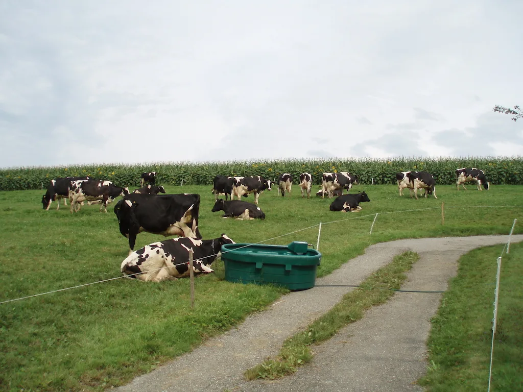 6338e0a382000fefa0570d3435929fe9067c69cf Im Sommer sind beschattete Trogtränken ideal. Bild: Michael götz