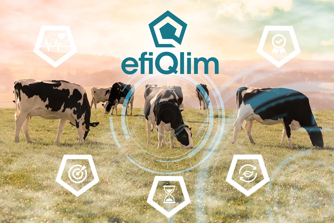 Ein neuer Index soll zeigen, wie umweltfreundlich und gesund Schweizer Holstein-Kühe sind