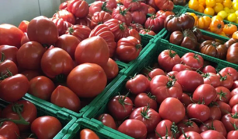 2c64fbdc6bbca025dc372aaef094b0de10b6f45e Die Schweizer Tomaten stehen ab sofort für die Konsumenten bereit. (zVg VSGP)