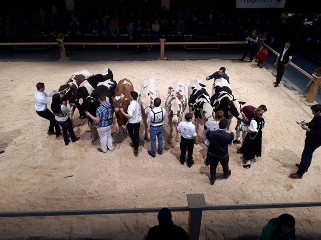 05834278e5463088523186c12613df2d155518c5 Die Emmentaler Starparde findet in der warmen Markthalle Burgdorf BE statt. (Bilder Simone Barth)