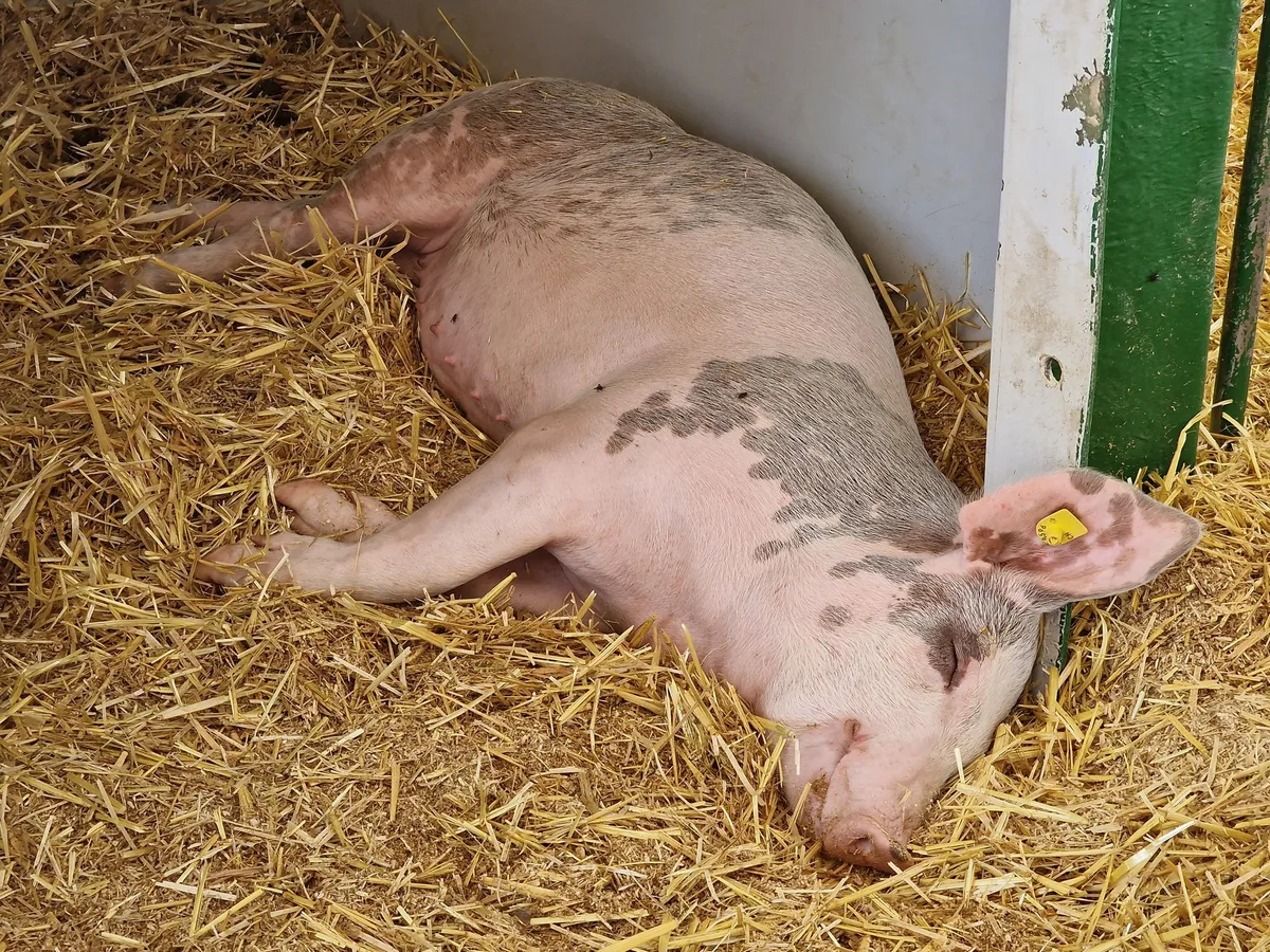 BZ-AKT1-04-Migros-sb 40'000 IP-Suisse-Schweine weniger: Migros baut beim Tierwohl ab