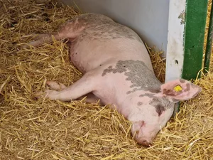Nichts da von wegen Schlafen im Stroh: Migros baut beim Tierwohl ab. IP-Suisse Schweine müssen weichen.