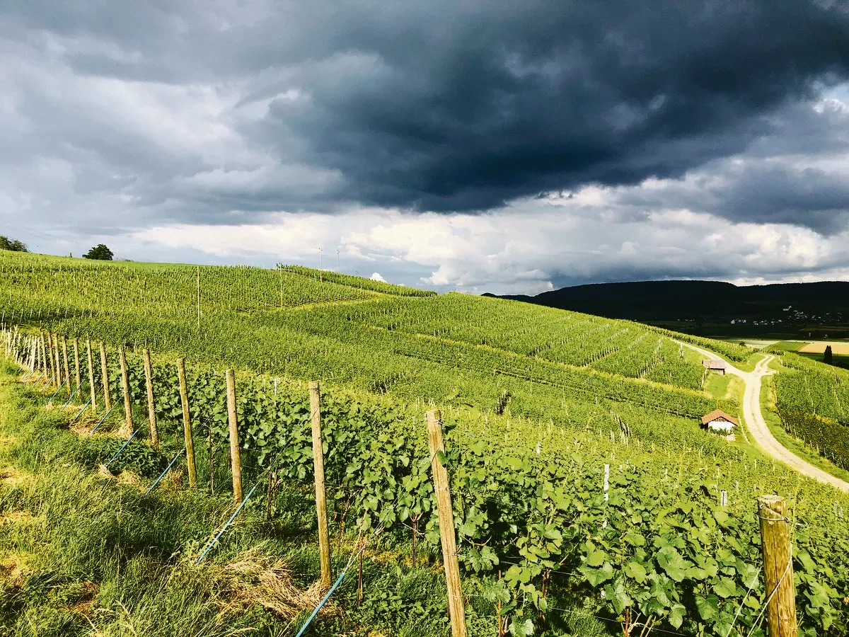 ccd64c7c6e2bbb65b4b0b8631b7be8d58966014b Dunkle Wolken während der Blütezeit, aber auch generell: Wegen zu hoher Lager steht die Weinwirtschaft gegenwärtig gewaltig unter Druck.(Bild zVg)