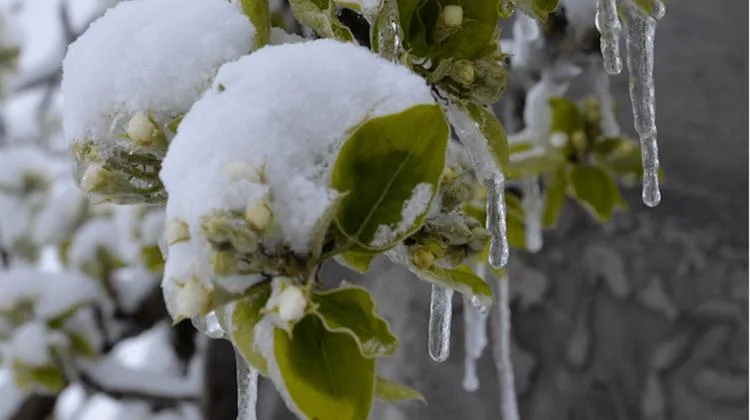 f9bbbc50eb21c60cb5dc494080b1dcbf04395473 Frost und Schnee auf den Blüten führt zu Ernteausfällen. (Bild Aline Küenzi)