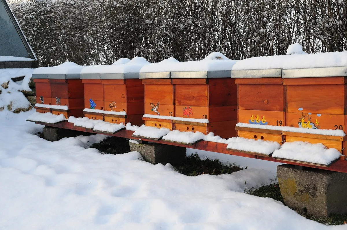 Was machen Bienen eigentlich im Winter?