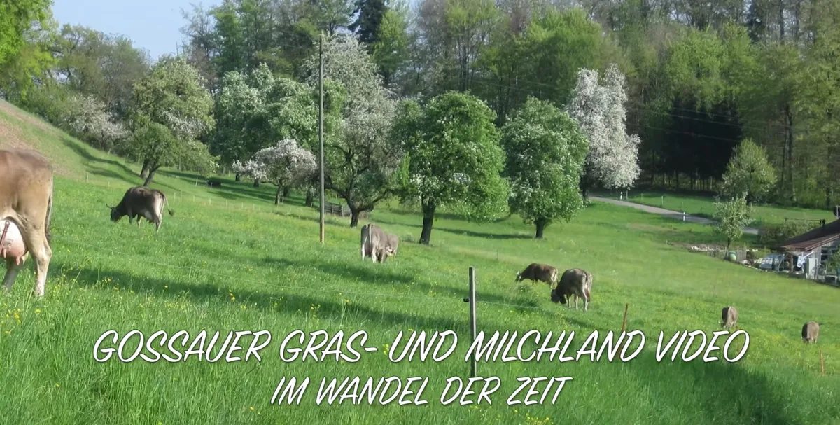 608b4d13e979aaa290cd1680bdcdc2f4b2ab5255 Das Gossauer Gras- und Milchland-Video ist auf You Tube zu finden. (Bild Screenshot)