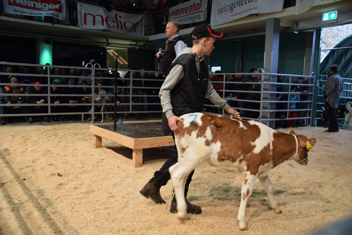 Grosser Erfolg an der Kälberauktion in Burgdorf