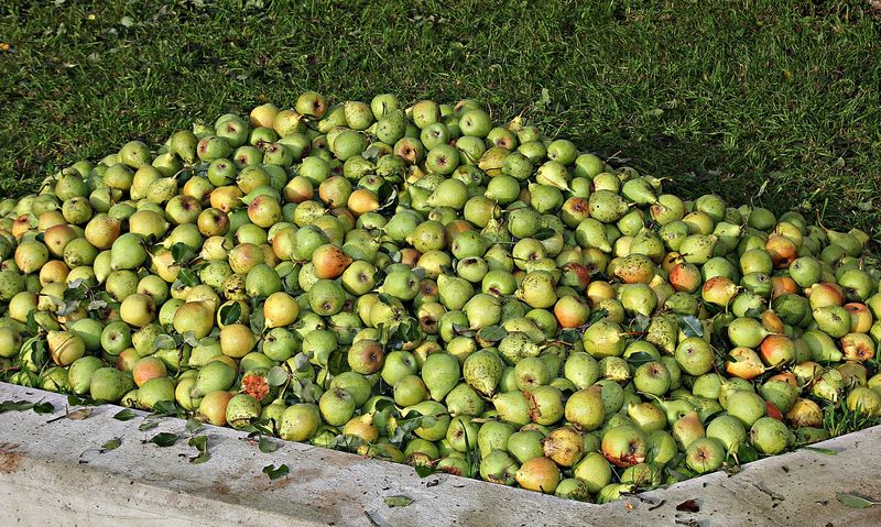 Die verarbeiteten Mostobstmengen sind deutlich höher ausgefallen, als vor der Ernte von der Ramseier Suisse AG erwartet. (Bild Pixabay)