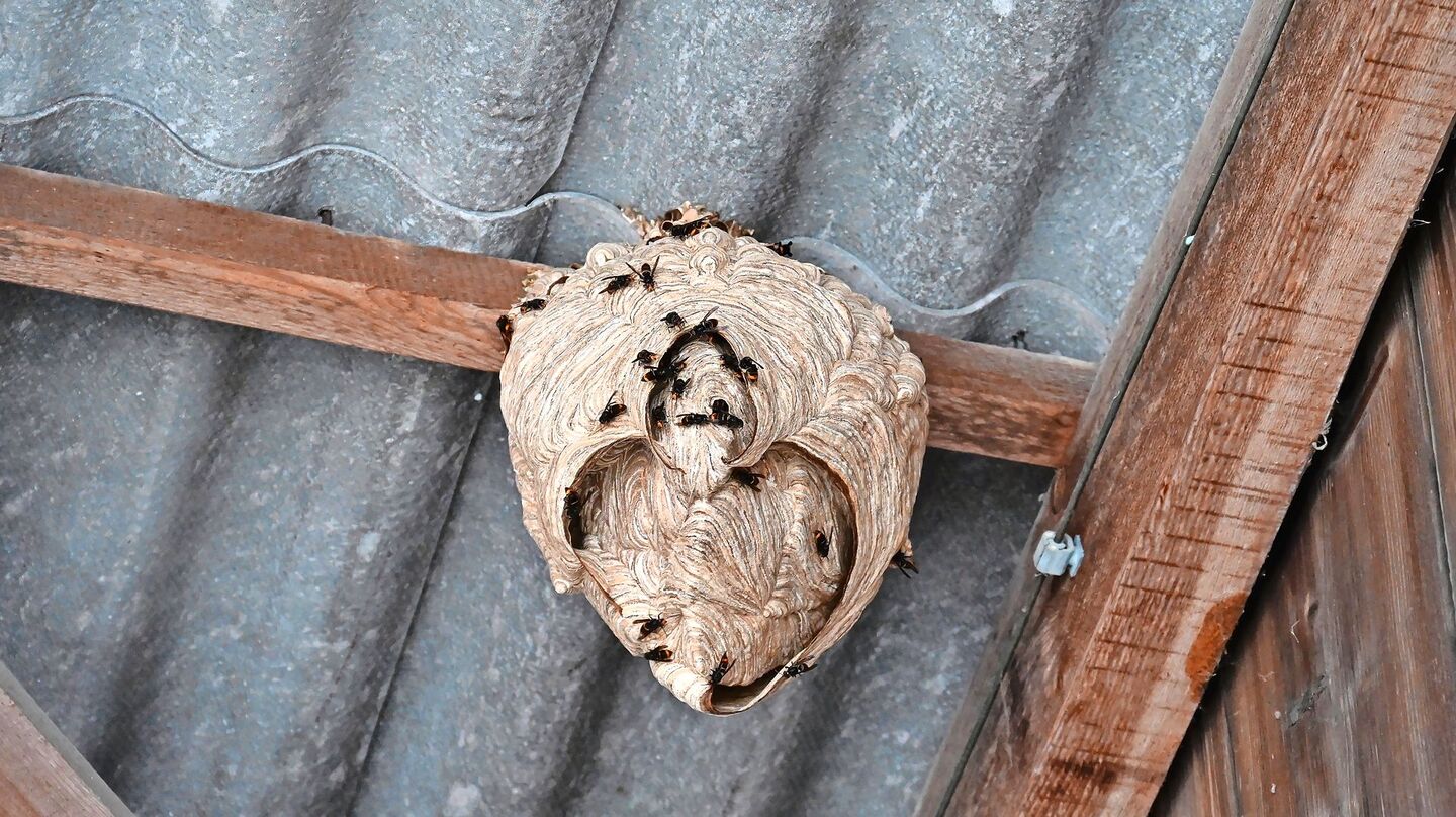 In einem grossen Sekundärnest können bis zu 3500 Asiatische Hornissen leben. Dieses Nest ist noch kleiner, wäre aber täglich stark gewachsen.