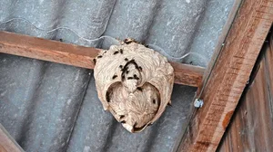 In einem grossen Sekundärnest können bis zu 3500 Asiatische Hornissen leben. Dieses Nest ist noch kleiner, wäre aber täglich stark gewachsen.