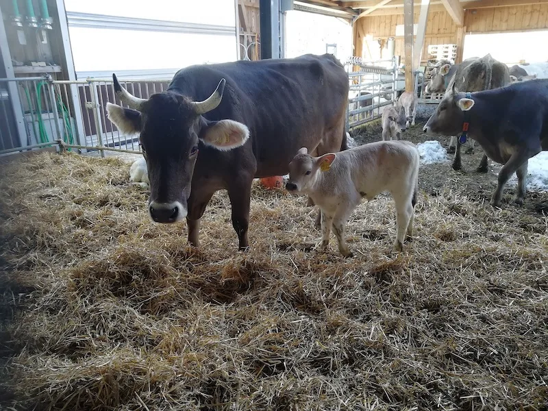 29bf524e3f0fb405a1dd2161ea687155b2f6552f Mast von Kälbern an Müttern und Ammen: Wichtig ist eine angepasste Genetik, ein gutes Management und genügend Milch für die Kälber. (Bild FiBL / Claudia Schneider)