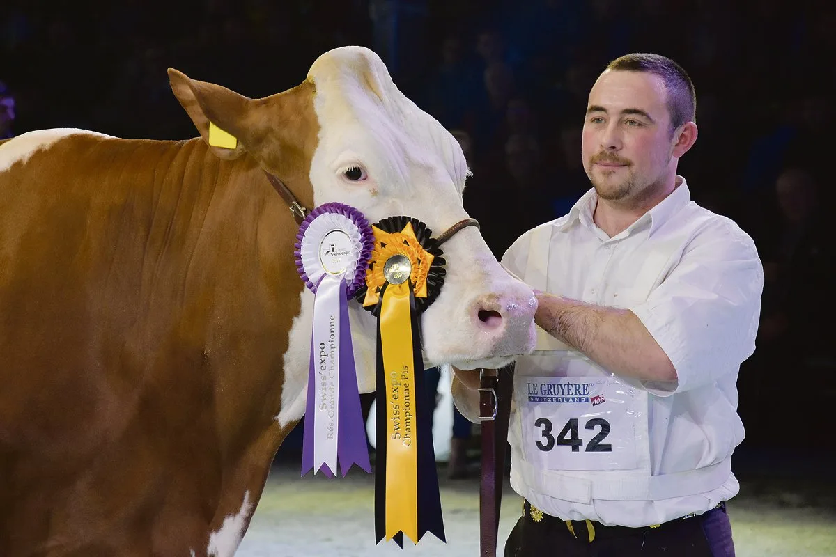 036340ad14c39d7a4ea7684f6c596cee28fc033d Auch die Montbéliard haben an der Swiss Expo ihren Auftritt: Am 16. Januar werden diese vom Franzosen Philippe Gros klassiert.(Bild pf)