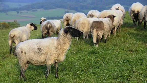 900a44a586cfa998147d39685370f150d7bc46cf Durch Zucht sollen die Schafe bald weniger Methangasemissionen verursachen. (Symbolbild agrar-press)