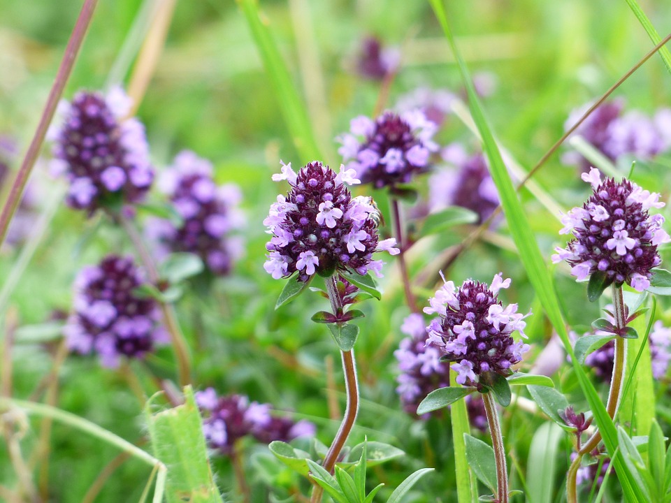 Thymian kann gegen Schuppen helfen. (Bild Pixabay)