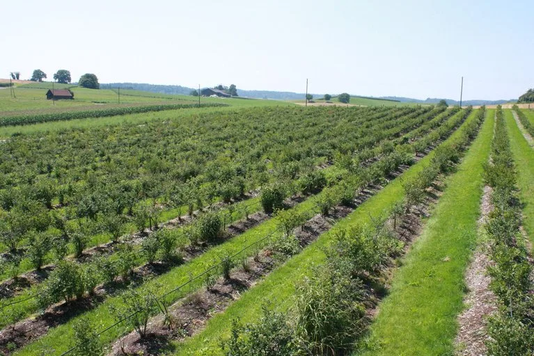 3e427dd5308bf37f882b6be97850c0e82e2b25ca Heidelbeeren sind erntereif. (Bild de/lid)