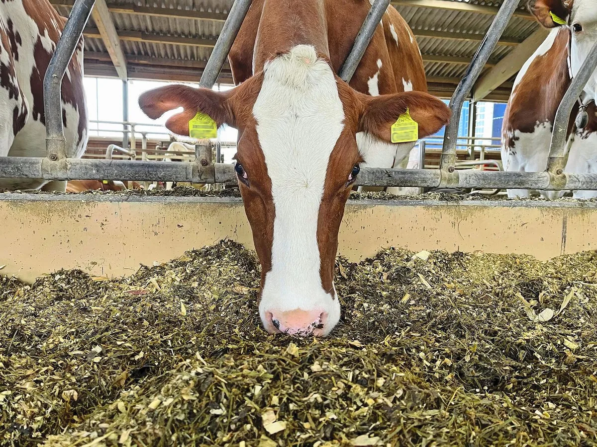 Eine effiziente Fütterung hat einen direkten Einfluss auf den Treibhausgas-Ausstoss.