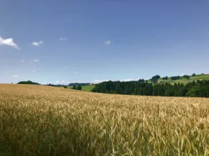 Ein Bild alter Tage: Bis vor einigen Wochen hat der Weizen noch vielversprechend ausgesehen. Heute stehen viele Felder unter Wasser und um das ungedroschene Getreide steht es schlecht. (Bild Sera J. Hostettler)