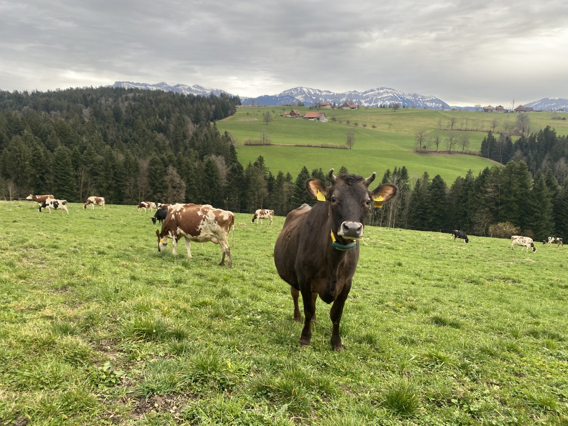 Üppiges Weidegras jetzt für die Weidetiere nutzen