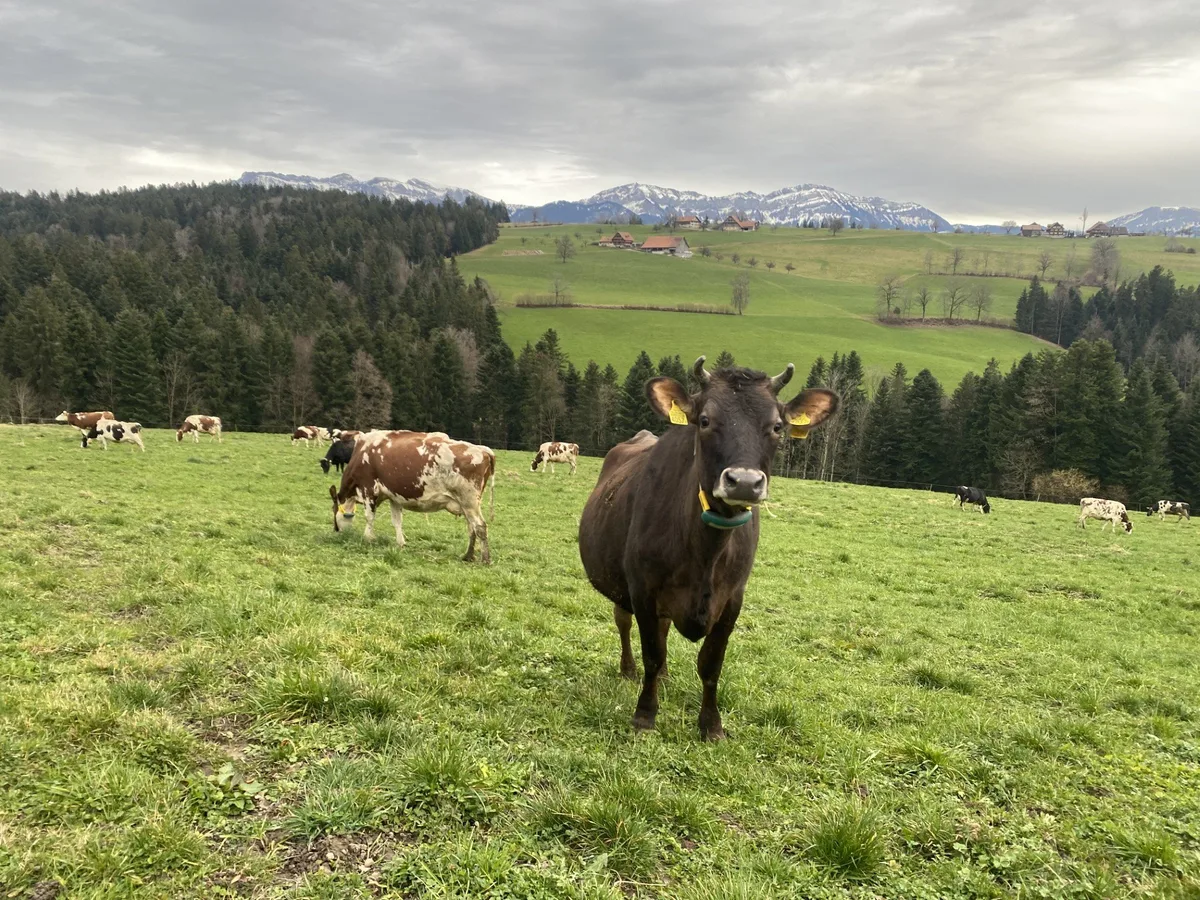 Duss_Ruswil_LU_2024-02-14 Üppiges Weidegras jetzt für die Weidetiere nutzen