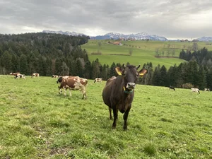 Diese Kühe in Sigigen LU auf 760 m ü.M. dürfen seit dem 14. Februar täglich ein paar Stunden auf die Weide.