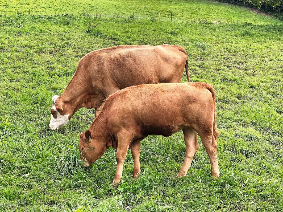123057573a8a03c4cf42a9b245a421ec7ca8dc0d8415bda62729481537c2e7a4 Zwei Beef fressen Gras auf der Weide.