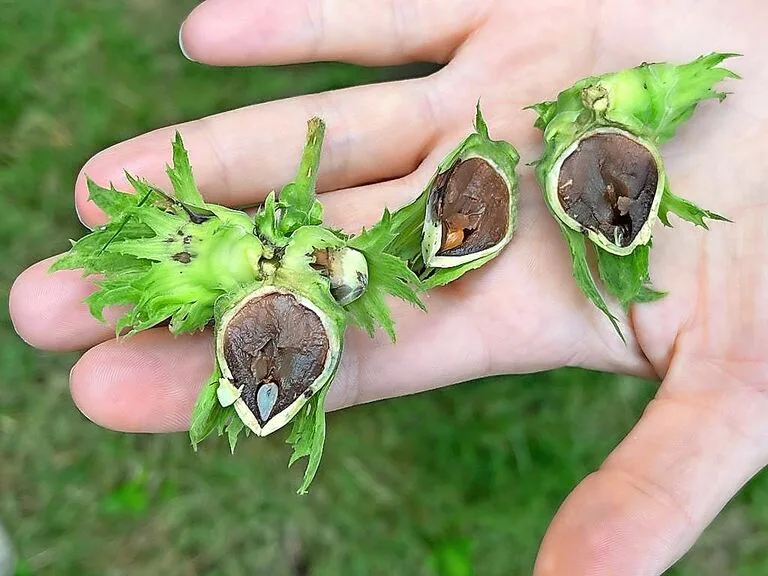 Durch Braunfleckenkrankheit befallene Haselnüsse im Zeitraum von Mitte Juli. Erste Symptome sehen aus wie Insektenstiche.