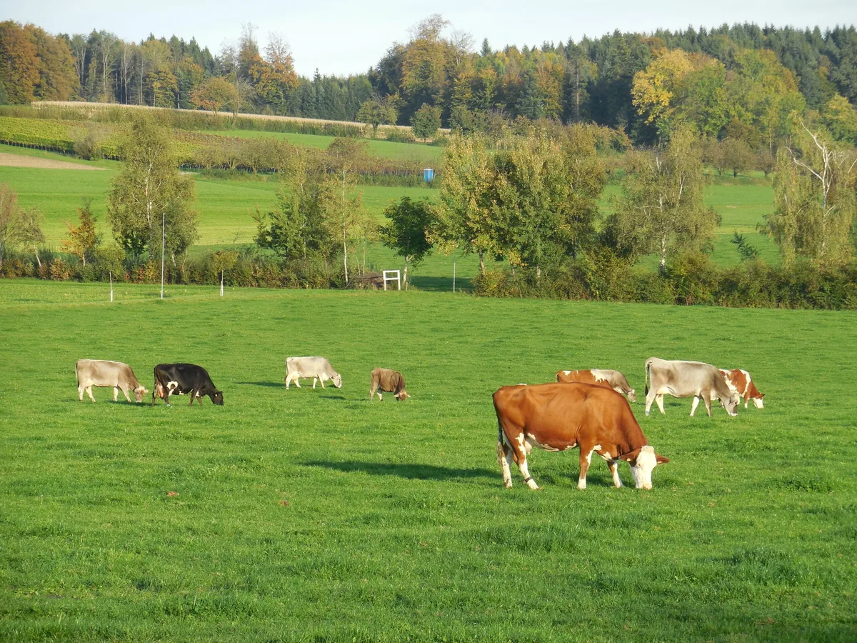 Soll Milchvieh entwurmt werden, kann dies aufgrund der einzuhaltenden Absetzfristen oftmals nur während der Galtphase geschehen. (Bild Astrid Lussi, BBZN Hohenrain)