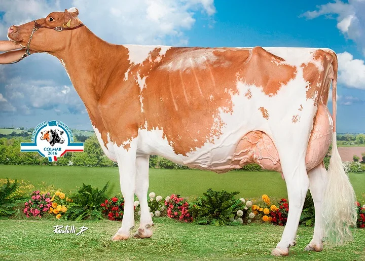 c3fb9bfa18f84a82ef8b0f5045307dbcbdb7f902 Bobi Talent Lotanie von Pierre Oberson, Maules FR wird Red Holstein World Champion. (Bild zVg))