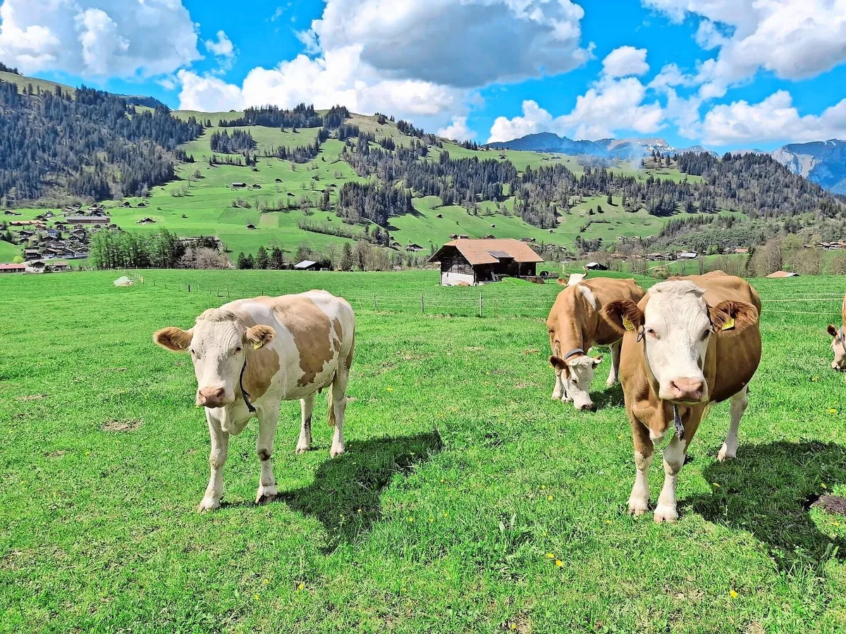 1395096381b36a53ff37455c937a16632dd3338c123fa42b4e6b061d4e122056 Dana (links) und ihre beste Freundin gemeinsam auf der Weide. Sie haben sich während der Erkrankung von Dana vermisst.