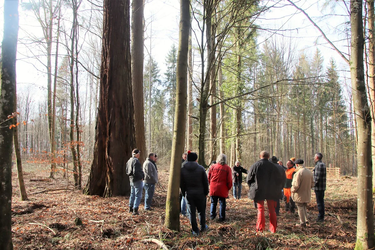 brennholzgant_wildensbuch1 Die Wildensbucher Brennholzgant ist Männersache