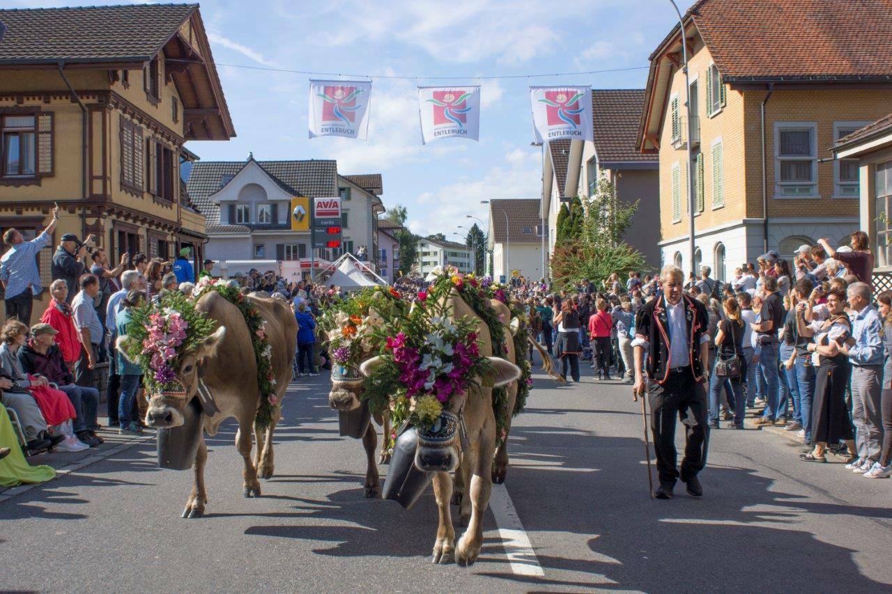 Solche Bilder wird man in Schüpfheim vorerst keine zu Gesicht bekommen. (Bild Entlebucher Alpabfahrt Schüpfheim)
