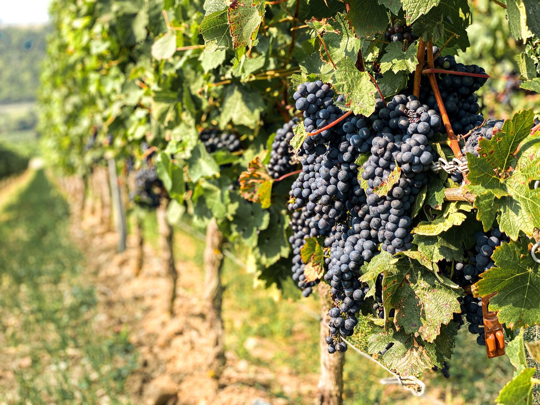 Die Schweiz wurde beim Internationalen Piwi Weinpreis mit neun Spitzenwertungen ausgezeichnet. (Bild Unsplash)
