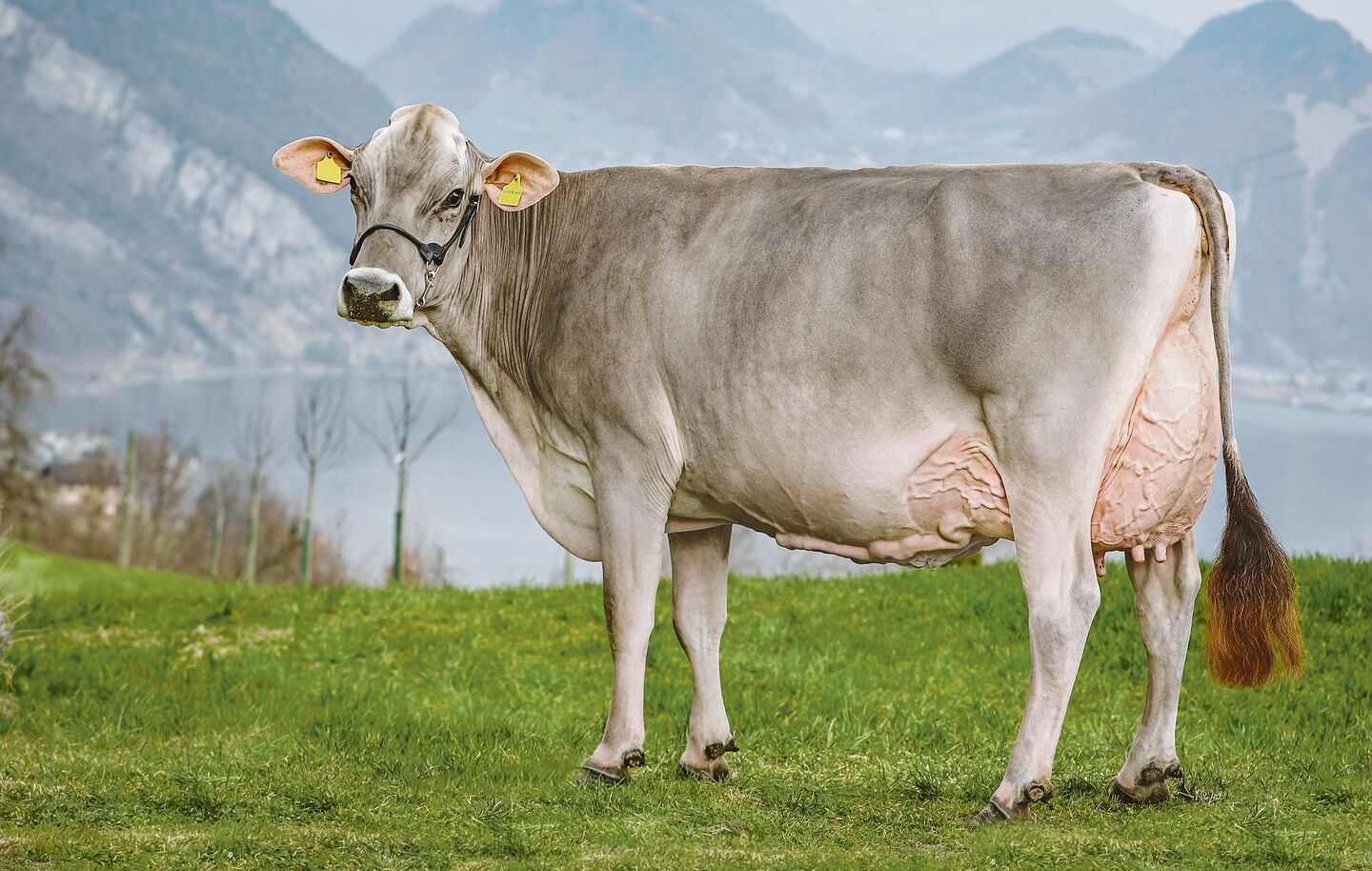 Devin Paloma ist eine der schönen Obwaldner Kühe, die an der Wintershow zu bestaunen sein werden.