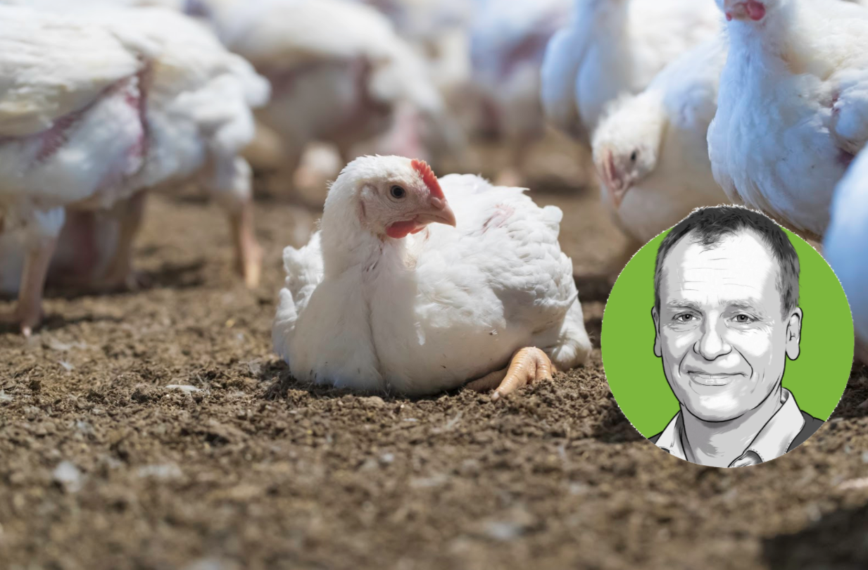Porträt von Adrian Waldvogel vor dem Foto eines Mastpoulets, das am Boden sitzt.