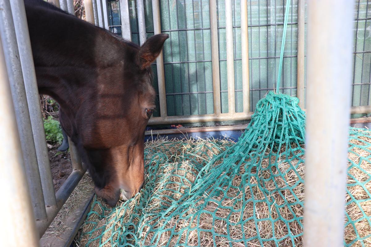Damit möglichst kein Heu verschwendet wird, ist ein Netz in der Raufe eine gute Lösung.