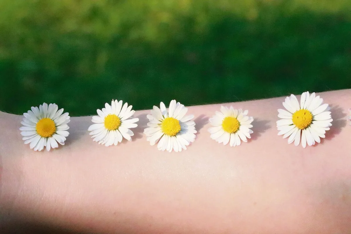 6a247892d4a10541c2f45ecf30dfe3625ca9cbbd89e4b4b317ebeef76b59beec Heilpflanzen: Erste Hilfe direkt ab Feld gepflückt