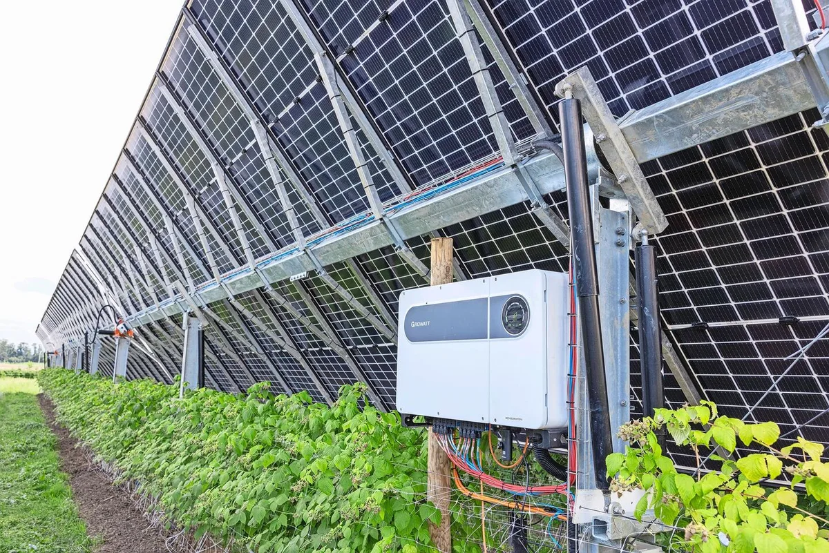 28fa8345b571ec238daa62fcc2cda9475a455f70ff96cb59ab3c8c60610215a2 PV-Anlagen schützen bei Bioschmid die Himbeerkulturen vor Hagel und Sonnenbrand.