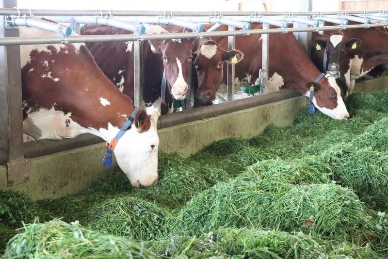 e45938bc1d2dee67a6e1331761a4ffbc5eedf44a Hintergrund der vorgeschlagenen Änderung ist, dass ein Milchverarbeiter die Zulagen vor einigen Jahren nicht an die Milchproduzenten weitergegeben hatte. (Bild BauZ)